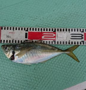 ＫＯＮＡＹＡｰＭＡＲＵ（こなや丸） 釣果