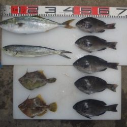 のとじま臨海公園海づりセンター 釣果