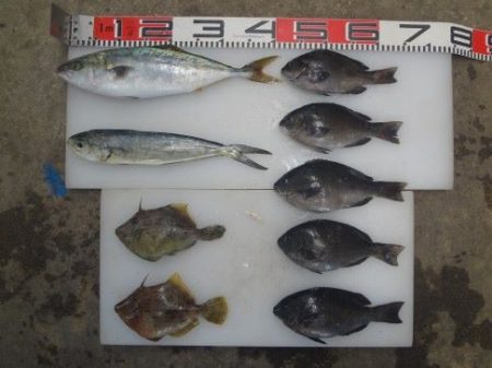 のとじま臨海公園海づりセンター 釣果