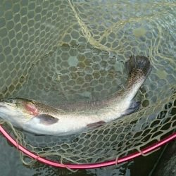 フィッシングエリア帝釈 釣果