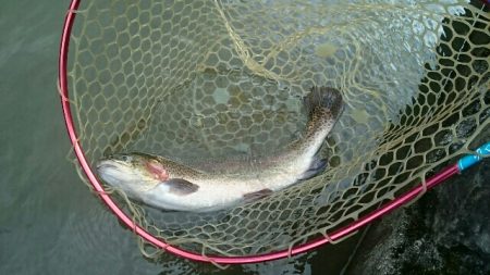 フィッシングエリア帝釈 釣果