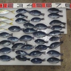 のとじま臨海公園海づりセンター 釣果