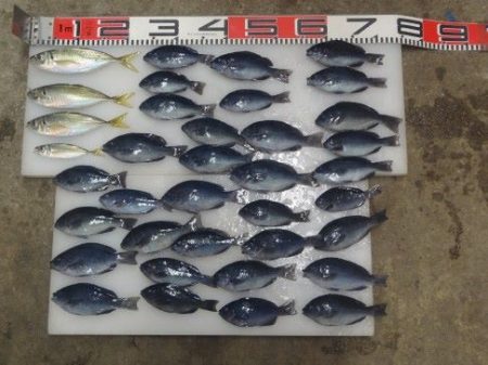 のとじま臨海公園海づりセンター 釣果