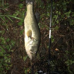 トライザの総合評価【メガバス（Megabass）トライザ　インプレッション】