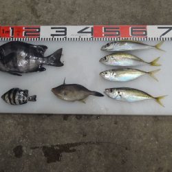 のとじま臨海公園海づりセンター 釣果