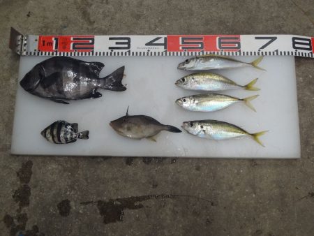 のとじま臨海公園海づりセンター 釣果