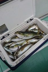 KONAYAーMARU(こなや丸) 釣果