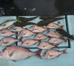 東京湾探釣隊ぼっち 釣果