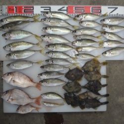 のとじま臨海公園海づりセンター 釣果