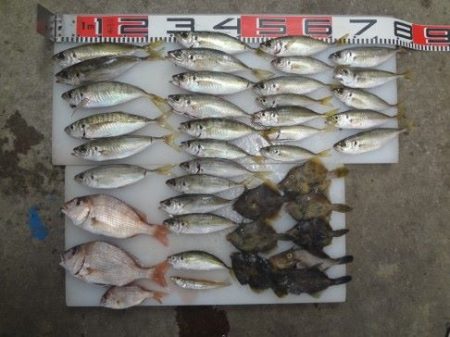 のとじま臨海公園海づりセンター 釣果