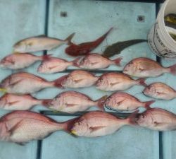 東京湾探釣隊ぼっち 釣果