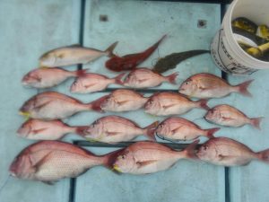 東京湾探釣隊ぼっち 釣果