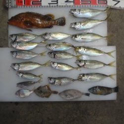 のとじま臨海公園海づりセンター 釣果