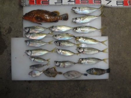 のとじま臨海公園海づりセンター 釣果