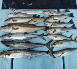 東京湾探釣隊ぼっち 釣果