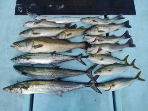 東京湾探釣隊ぼっち 釣果