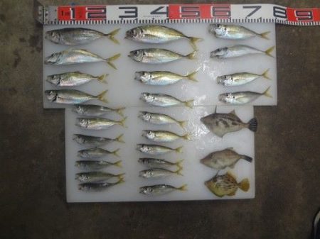 のとじま臨海公園海づりセンター 釣果