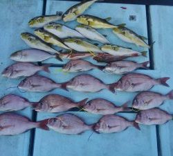 東京湾探釣隊ぼっち 釣果