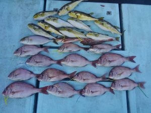 東京湾探釣隊ぼっち 釣果