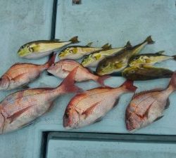 東京湾探釣隊ぼっち 釣果