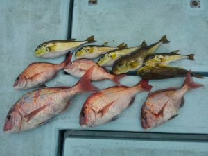 東京湾探釣隊ぼっち 釣果