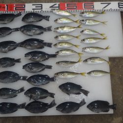 のとじま臨海公園海づりセンター 釣果