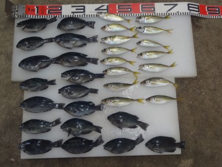 のとじま臨海公園海づりセンター 釣果