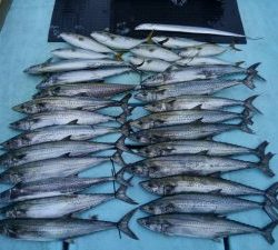 東京湾探釣隊ぼっち 釣果