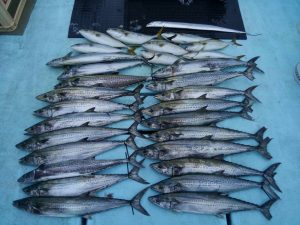 東京湾探釣隊ぼっち 釣果