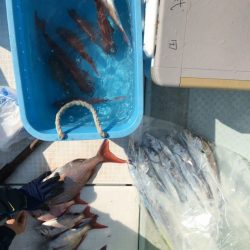 リトルワン 釣果