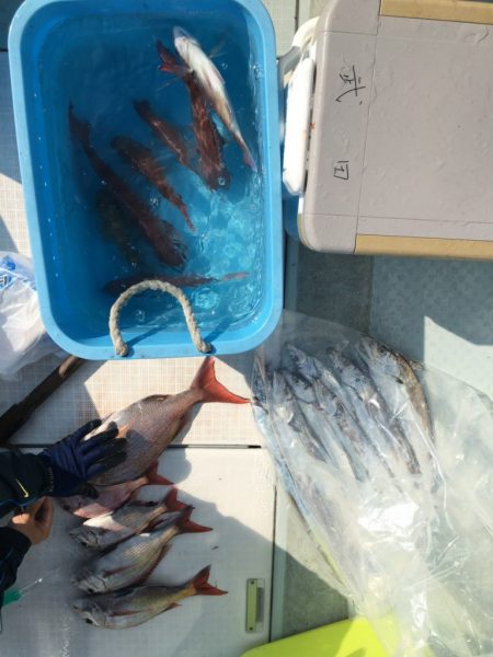 リトルワン 釣果