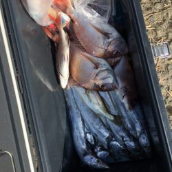 リトルワン 釣果