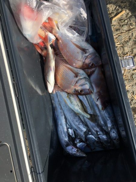 リトルワン 釣果