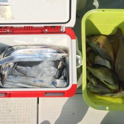 リトルワン 釣果