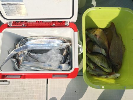 リトルワン 釣果