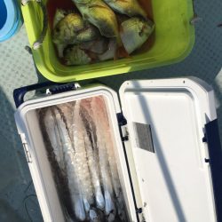 リトルワン 釣果