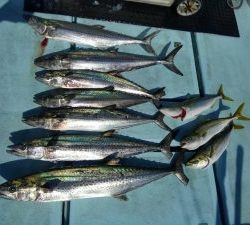 東京湾探釣隊ぼっち 釣果