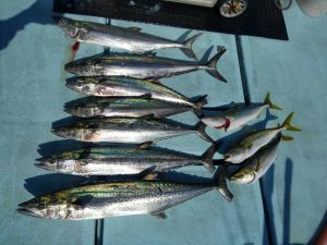 東京湾探釣隊ぼっち 釣果