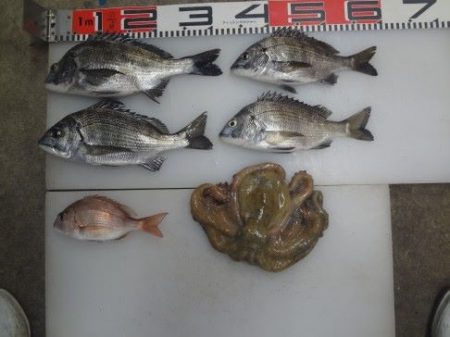 のとじま臨海公園海づりセンター 釣果