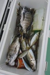 KONAYAーMARU(こなや丸) 釣果