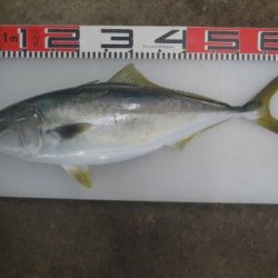 のとじま臨海公園海づりセンター 釣果