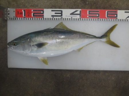 のとじま臨海公園海づりセンター 釣果