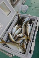 KONAYAーMARU(こなや丸) 釣果