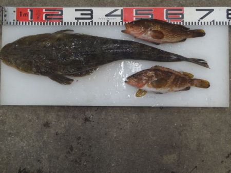 のとじま臨海公園海づりセンター 釣果