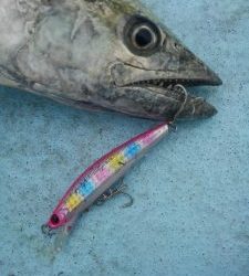 東京湾探釣隊ぼっち 釣果