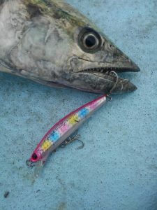 東京湾探釣隊ぼっち 釣果