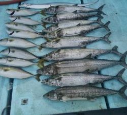 東京湾探釣隊ぼっち 釣果