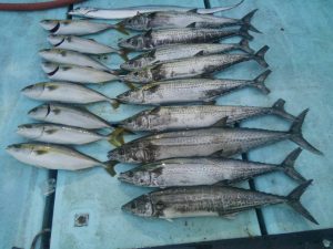 東京湾探釣隊ぼっち 釣果