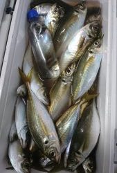 KONAYAーMARU(こなや丸) 釣果