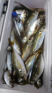 KONAYAーMARU(こなや丸) 釣果